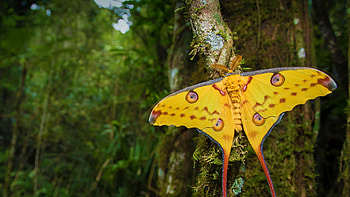 Comet moth , Captivating nature , Beautiful mobile background HD wallpaper