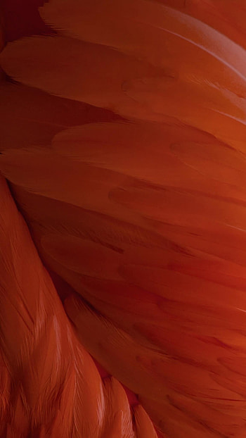 New iOS 9 have been released— them all as a ZIP file here, or individually in the gallery below. HD phone wallpaper