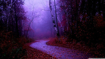 Misty morning, scene, path, fall, landscape, , purple, mist, dawn, fog, autumn, nature, , forest HD wallpaper
