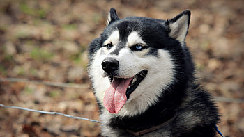 Animals, Dog, Muzzle, Puppy, Husky, Haska HD wallpaper