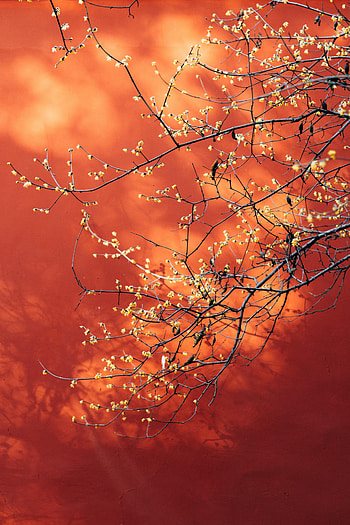 Flowers, Plant, Macro, Branches, Spring HD phone wallpaper