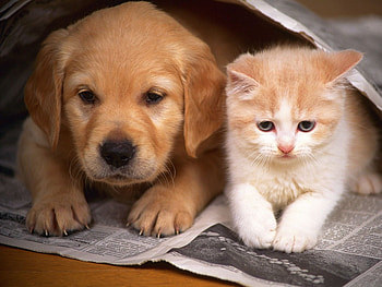 Animals, Cats, Dogs HD wallpaper