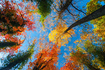 Autumn Upwards, blue, bark, upwards, trunk, up, unique point-of-view, orange, leaves, brown, green, yellow, red, branches, autumn HD wallpaper