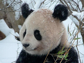 Panda Bear in Snow, bears, black bear, cute bears, baby panda, narture, snow, panda HD wallpaper