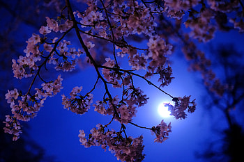 Flowers, Night, Moon, Sakura, Glow HD wallpaper