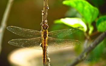 Dragonfly II., graphy, wild animals, , insects, spring, summer, abstract, animals, dragonfly, close-up, nature, wilderness, macro HD wallpaper