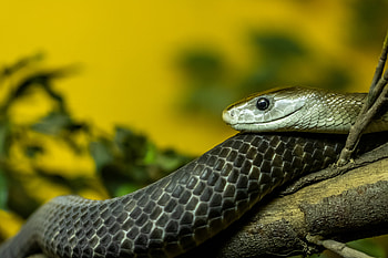 Menacing encounter, Terrifying reptile, Open-mouthed attack, Fearful moment HD wallpaper