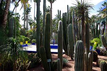 Nature, Cactuses, Nameplate, Plate, Arboretum HD wallpaper