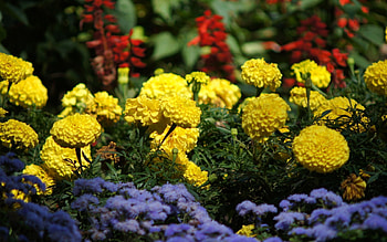Flowers, Bright, Greens, Flower Bed, Flowerbed, Velvet, Barhotki HD wallpaper