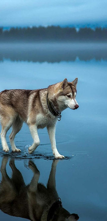 Reflection, Siberian Huskies HD phone wallpaper