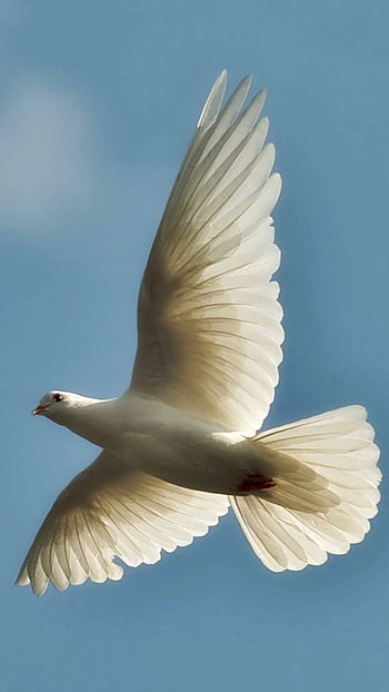 Bird, White Bird, Pigeon HD phone wallpaper