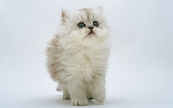 Animals, Cats HD wallpaper
