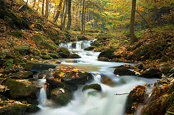 Forest Stream, beautiful, forest, , stream HD wallpaper