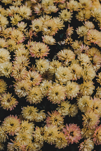 Flowers, Bloom, Flowering, Flower Bed, Flowerbed, Dahlias HD phone wallpaper