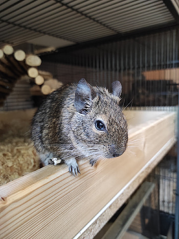 Tierreklinik Schwarzmann, Chinchilla blog, Pet healthcare, Informative articles HD phone wallpaper