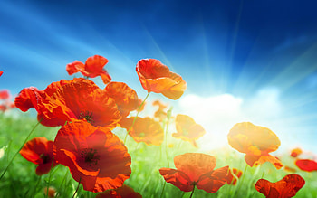 Plants, Flowers, Poppies HD wallpaper