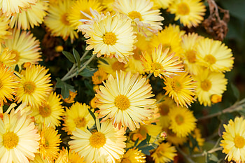 Flowers, Chrysanthemum, Plant, Bloom, Flowering HD wallpaper