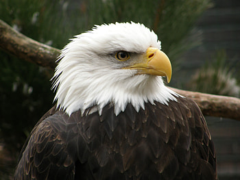 Animals, Bird, Beak, Predator, Eagle HD wallpaper