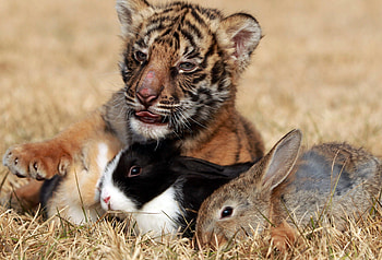 *** This friendship is amazing ***, animal, bunnys, animals, cats, wild HD wallpaper