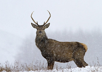 Deer, Snowing, Winter, Snow HD wallpaper