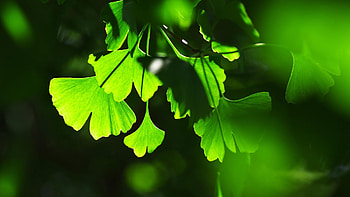 Ginkgo Biloba, Lush greenery, Colorful display, Enchanting HD wallpaper