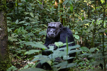 Animals, Trees, Leaves, Chimpanzee HD wallpaper