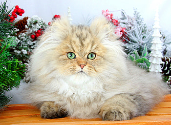 Christmas cat, sweet, winter, kitty, cute, cat, fluffy, decoration, holiday, christmas, adorable HD wallpaper