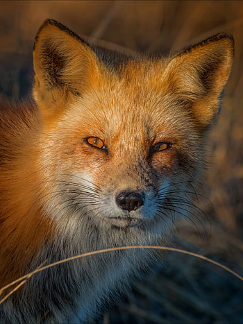 Clever animal, Vulpes, Sunset foxes, Baby foxes HD phone wallpaper