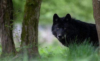 Black wolf, white, timber, saying, black, wolves, , wolf, canislupus, howling, wolf art, wisdom HD wallpaper