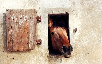 Hi !!, caballo, horse, animals, cavalo HD wallpaper