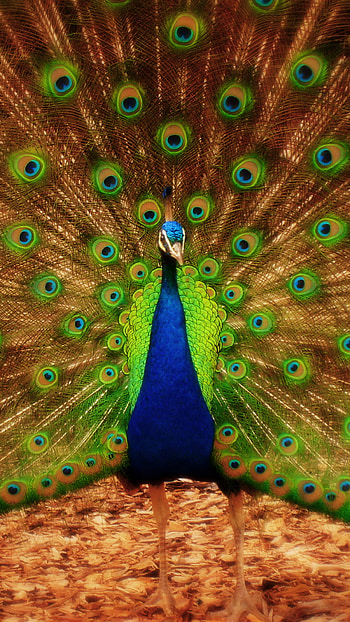 Peacock , Stunning design, Vibrant colors, High-resolution HD phone wallpaper