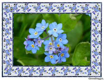 FOR GET ME NOT FLOWERS, PRETTY, FLOWERS, FRAMED HD wallpaper