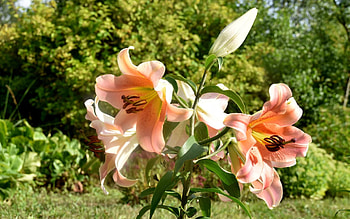 Lily, Latvia, orange, flower HD wallpaper