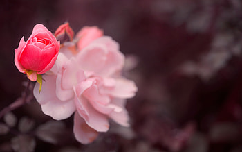 *** Pink rose ***, rose, pink, flower, nature, flowers HD wallpaper