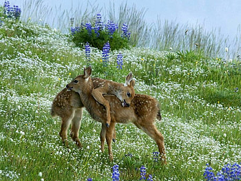 Baby Deers, amazing HD wallpaper