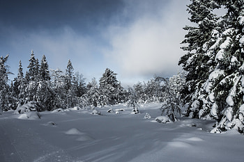 Landscape, snow layer, winter, tree HD wallpaper