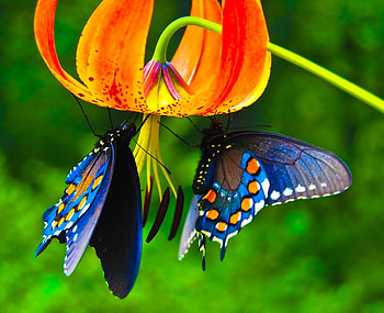 blue fairies, blue, butterfly, red, lily HD wallpaper