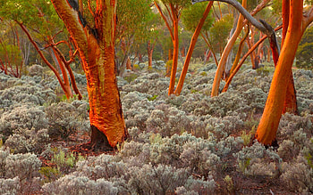 Exquisite eucalyptus trees, Nature's wonders, Landscape , High-quality HD wallpaper