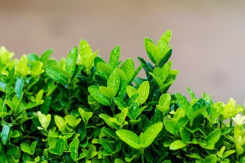 Leaves, Drops, Bush, Macro, Wet, Branches HD wallpaper