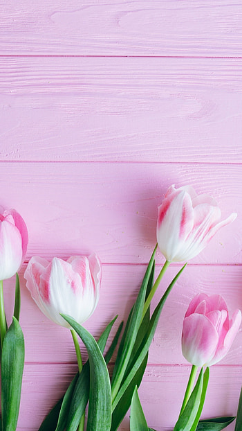 Fresh tulip flowers, Q Samsung Galaxy , Blooming beauty, Nature's delight HD phone wallpaper