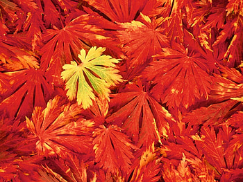 Plants, Background, Leaves HD wallpaper