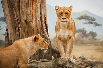 Lion , lion, animals, forest, king, predator HD wallpaper