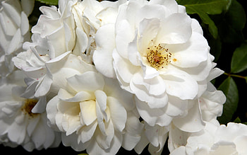 Plants, Flowers HD wallpaper