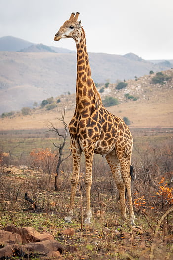 A towering giraffe stands proudly in the African savanna, with a backdrop of rolling hills and vegetation. HD phone wallpaper