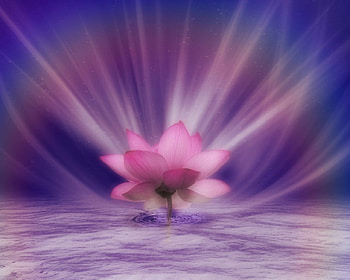 Beautiful flower, style, pink, art, flower HD wallpaper