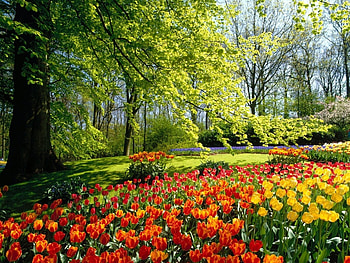 Landscape, Nature, Flowers, Tulips HD wallpaper