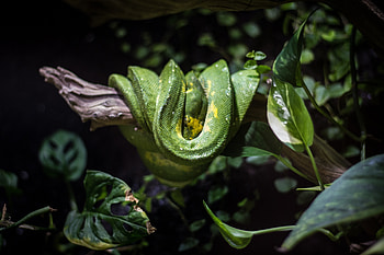 Green python, animal, tree branch HD wallpaper