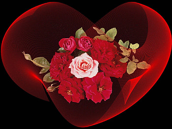 Background, Roses, Love, Petals HD wallpaper