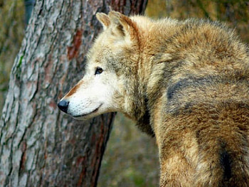 Ready Or Not Here I Come, wolf, animals, Dogs, tree HD wallpaper