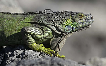 Peta pipes, Killing iguanas, Kind method, Animal rights HD wallpaper